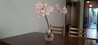 Гостевой дом Звёздный Одесса Улучшенный четырехместный номер-2